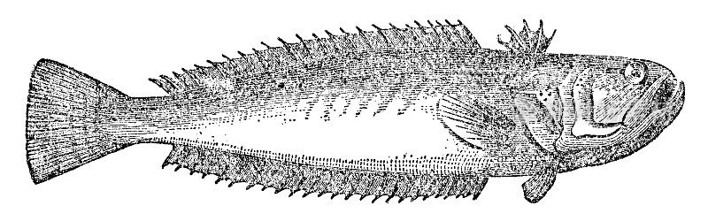 巨龙鱼(Trachinus Draco) - 19世纪